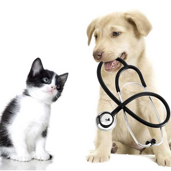 Veterinario